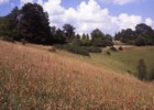 Rodborough Common